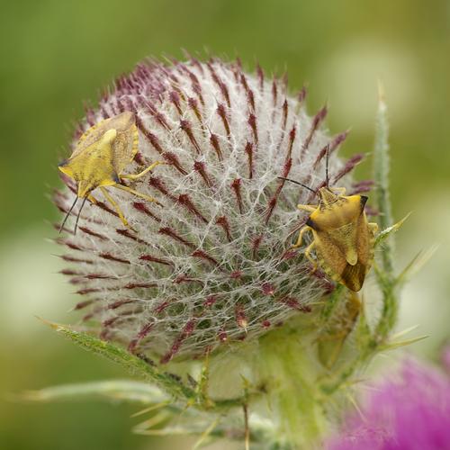 Carpocoris fuscispinus.