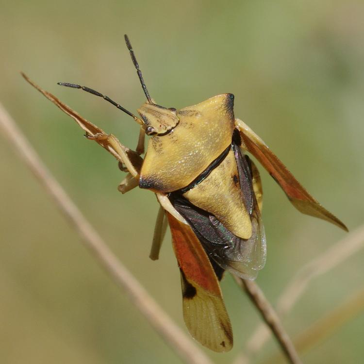 Carpocoris fuscispinus.