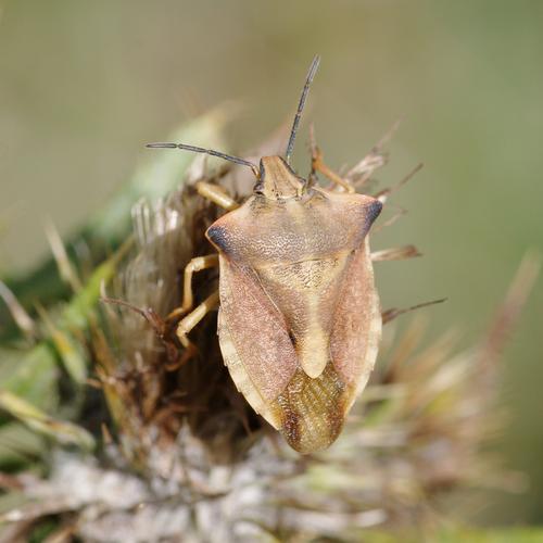 Carpocoris fuscispinus.