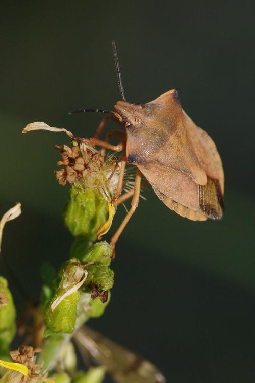 Carpocoris fuscispinus.