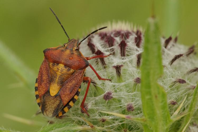 Carpocoris purpureipennis.