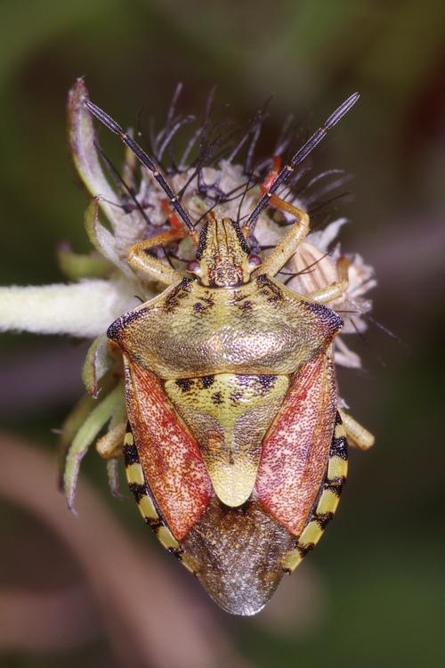 Carpocoris purpureipennis.