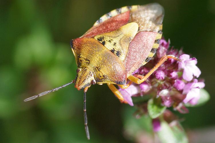 Carpocoris purpureipennis.