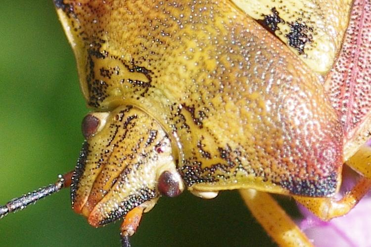 Carpocoris purpureipennis.