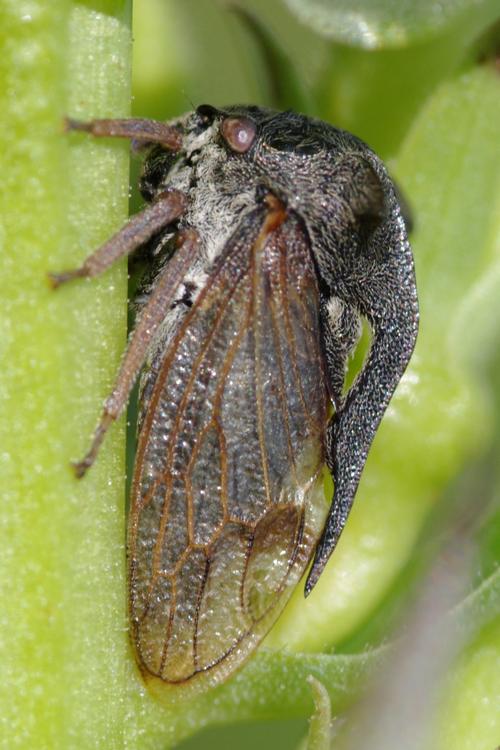 Centrotus cornutus. Centrotus cornutus.