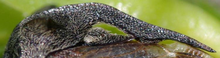 Centrotus cornutus. Centrotus cornutus.