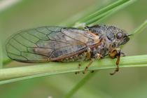 Cicadetta sp.