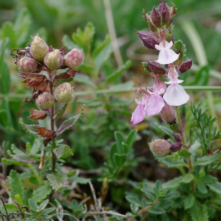 Galles de Copium clavicorne sur Teucrium chamaedrys.