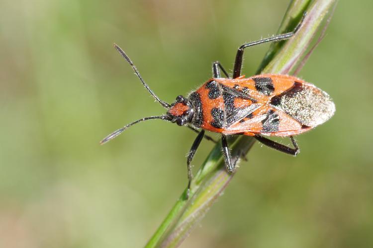 Corizus hyoscyami.