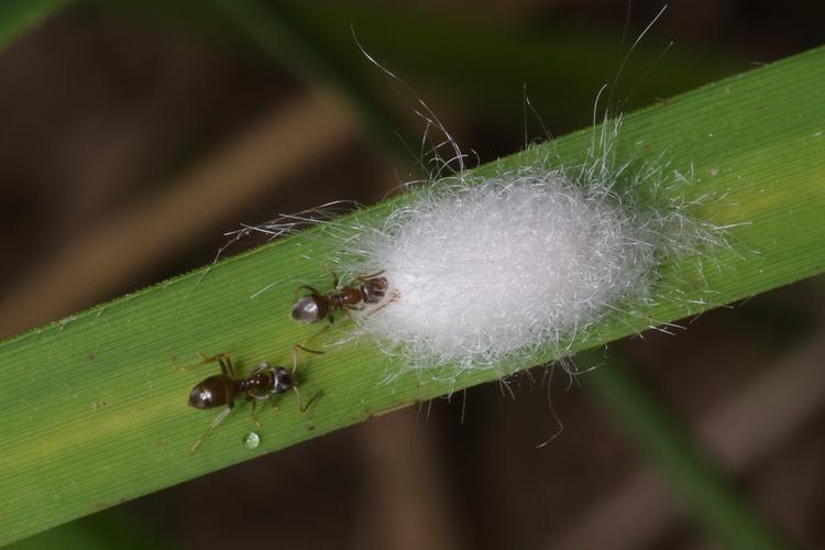 Eriopeltis festucae .