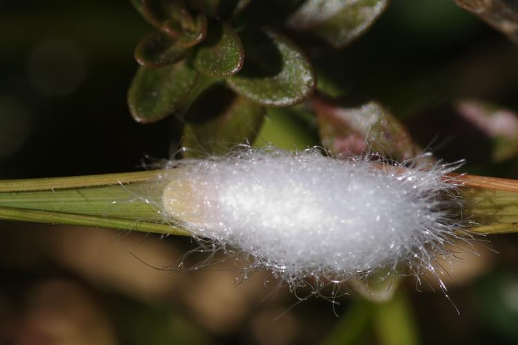 Eriopeltis festucae .