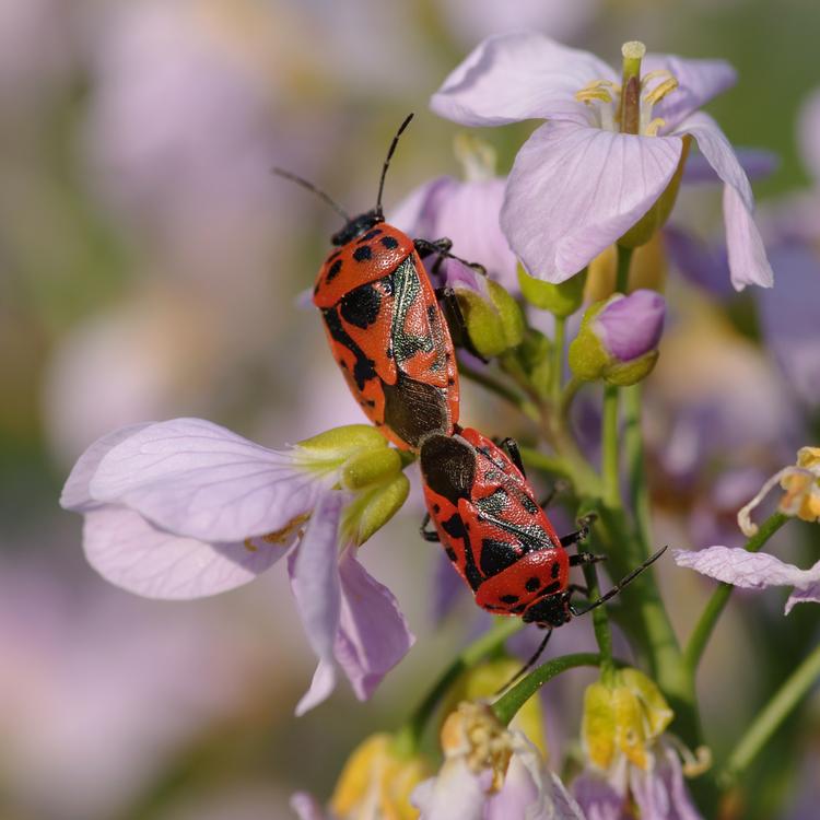 Eurydema ornata.