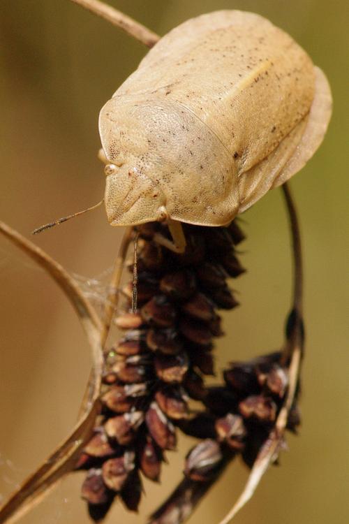 Eurygaster austriaca.