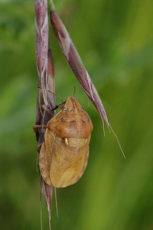 Eurygaster maura.