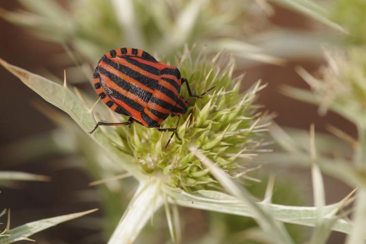 Graphosoma italicum.