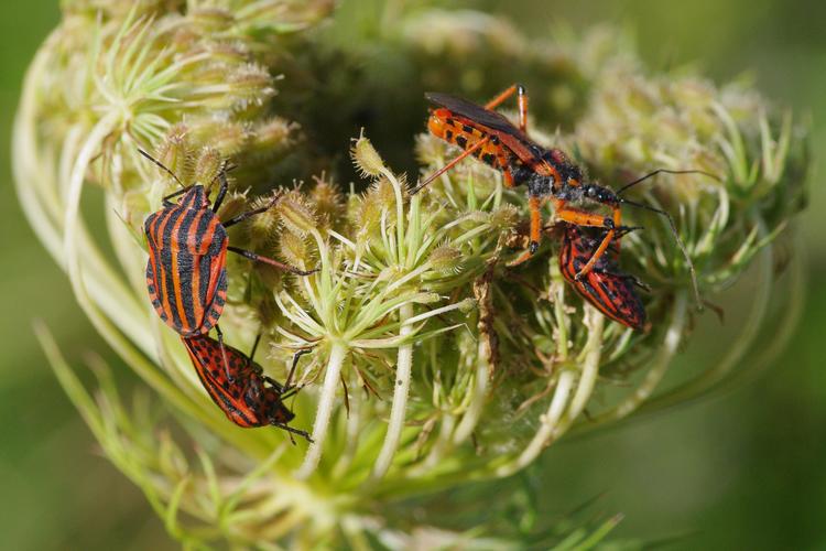 Graphosoma italicum.