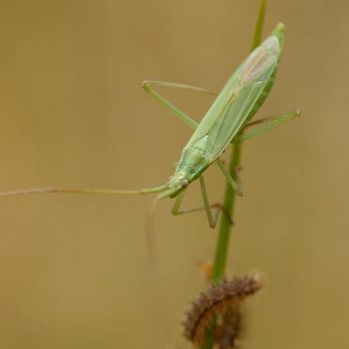 Megaloceroea recticornis.