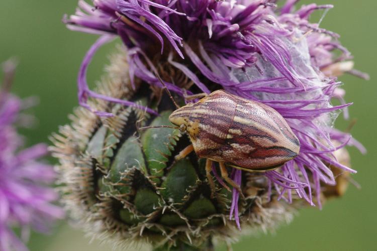 Odontotarsus purpureolineatus.