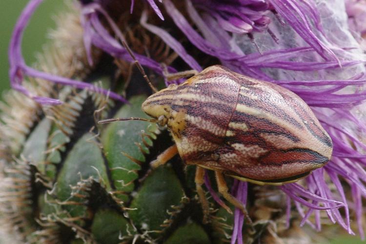 Odontotarsus purpureolineatus.