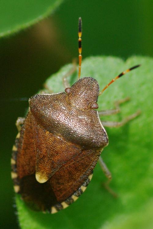 Peribalus strictus vernalis.