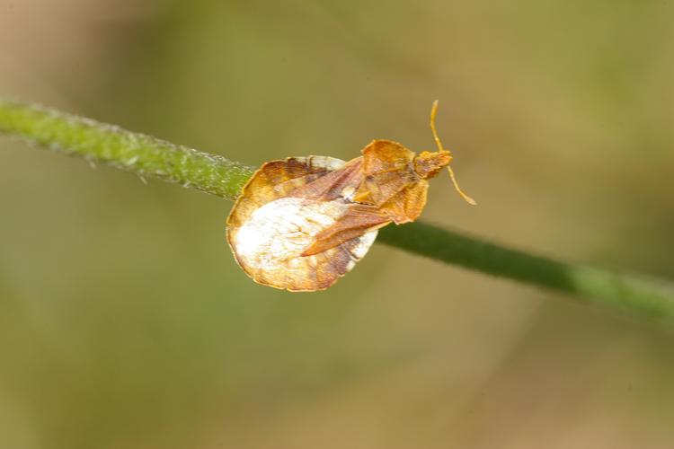 Phymata crassipes.