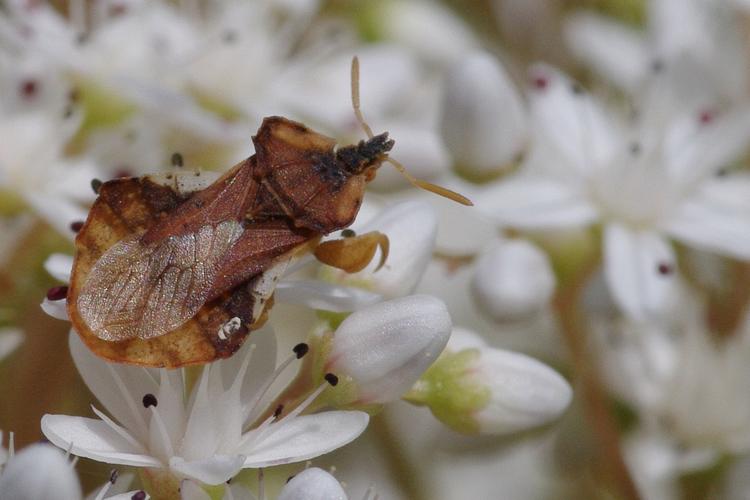 Phymata crassipes.