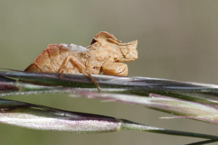 Phymata crassipes.