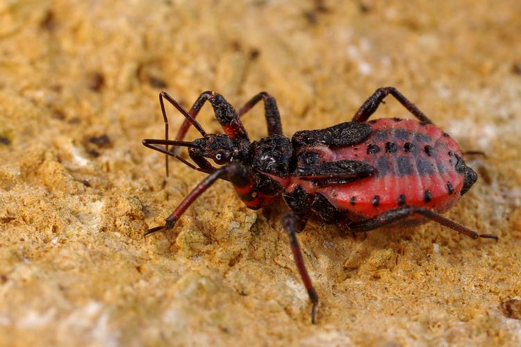 Rhynocoris annulatus.