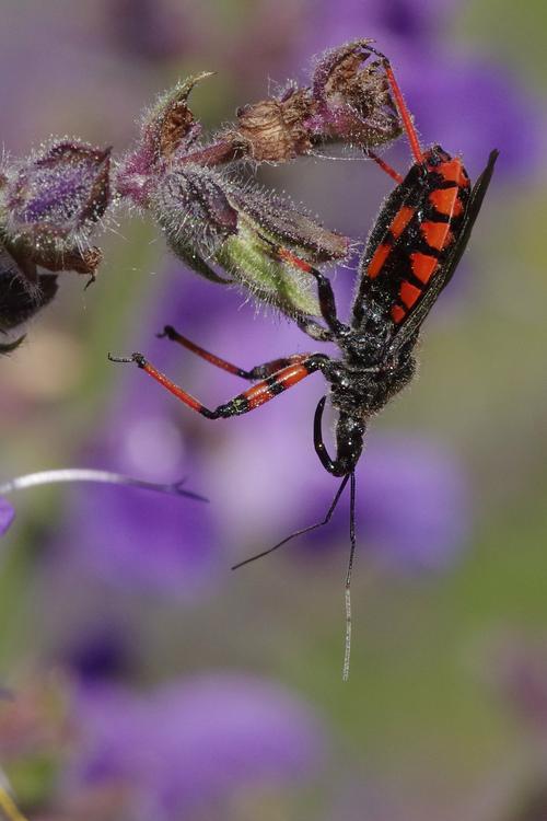 Rhynocoris annulatus.