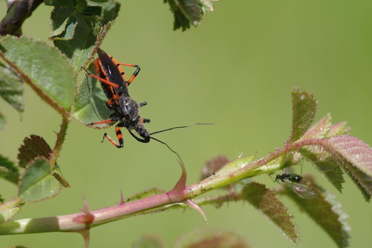 Rhynocoris annulatus.