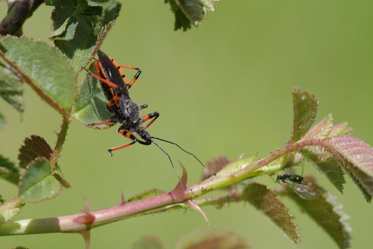 Rhynocoris annulatus.