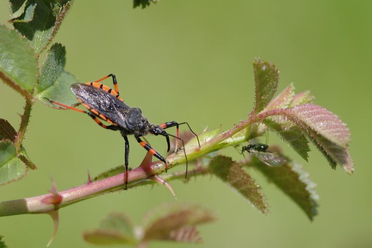 Rhynocoris annulatus.