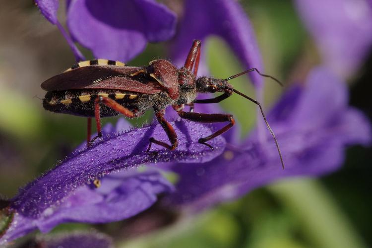 Rhynocoris erythropus.