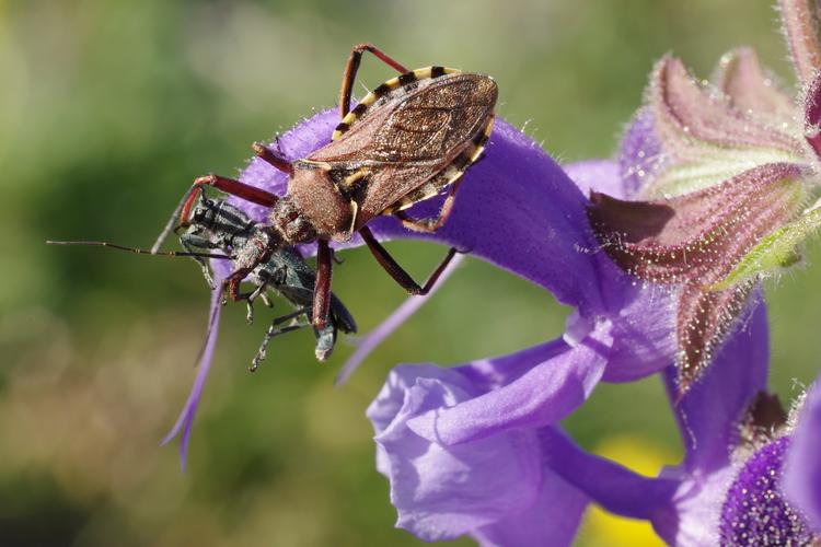 Rhynocoris erythropus.