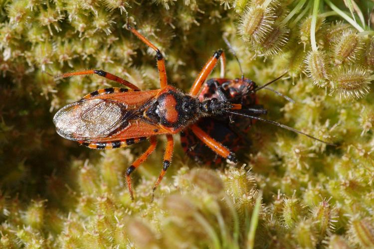 Rhynocoris iracundus.