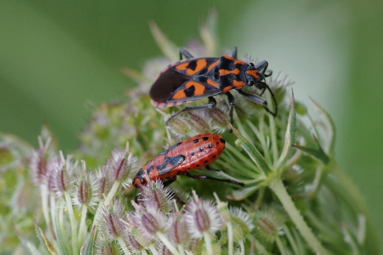 Spilostethus saxatilis.