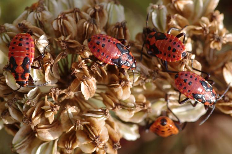 Spilostethus saxatilis.