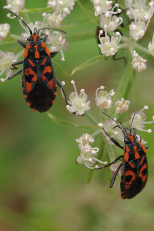 Spilostethus saxatilis.