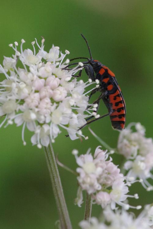 Spilostethus saxatilis.