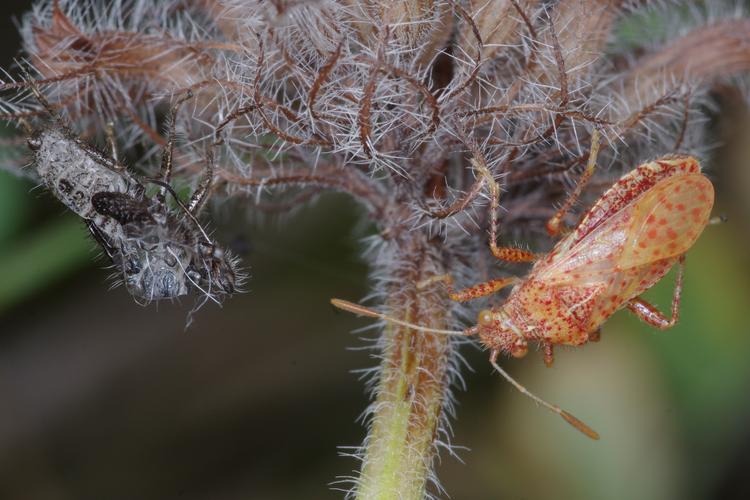 Stictopleurus punctatonervosus.