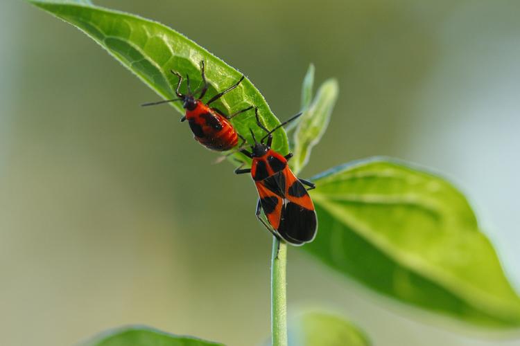 Tropidothorax leucopterus.