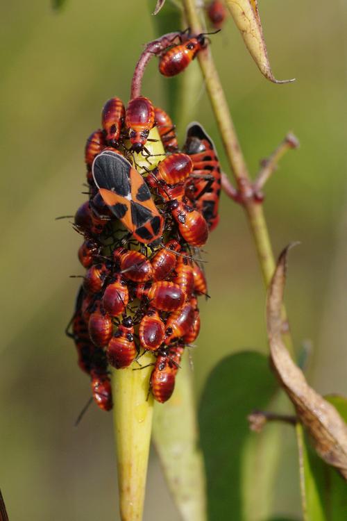 Tropidothorax leucopterus.