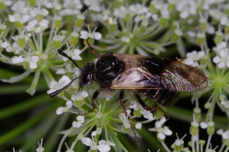 Abia fasciata.