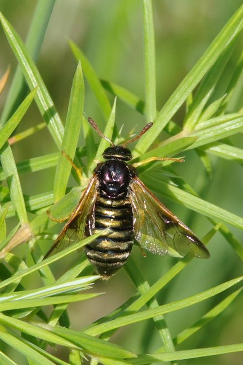 Abia sericea.