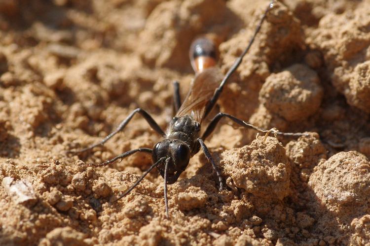 Ammophila sabulosa.