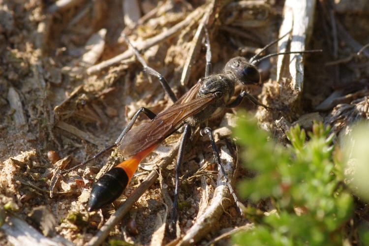 Ammophila sabulosa.