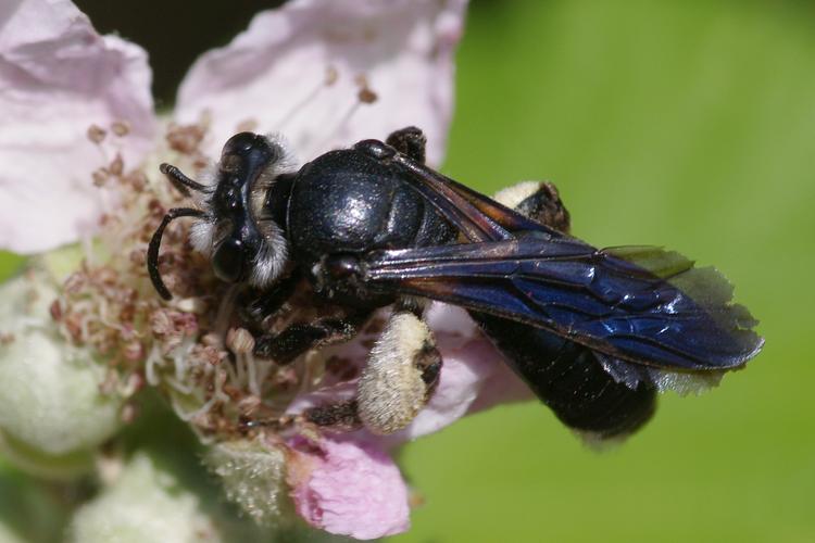 Andrena agilissima.