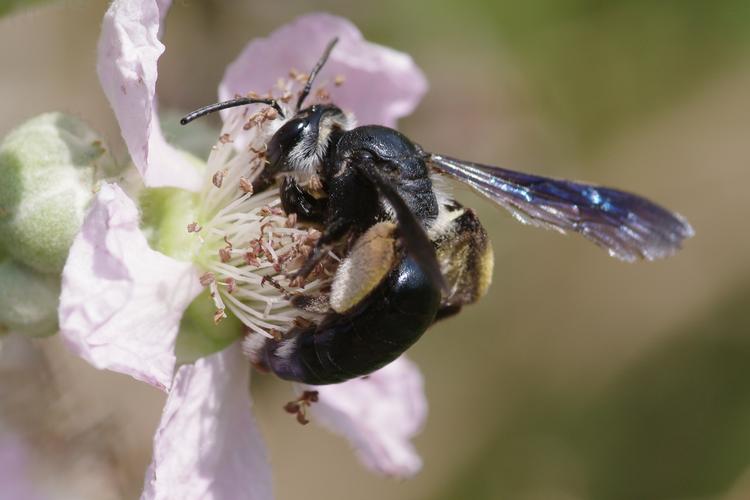 Andrena agilissima.