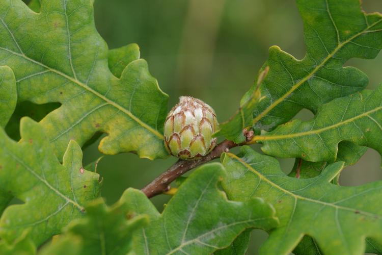 Andricus foecundatrix.