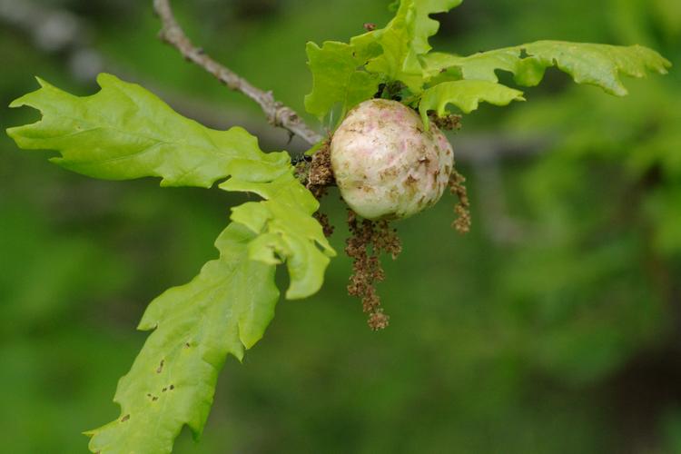 Biorhiza pallida.